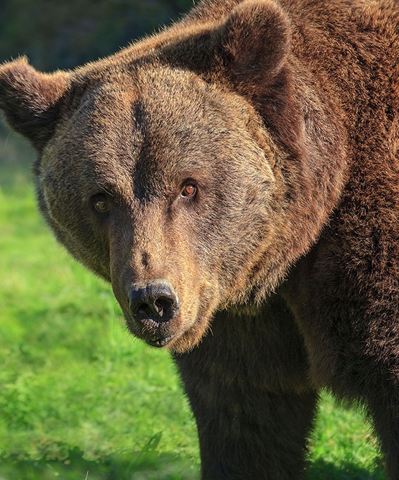 campamentos en asturias instalaciones senda oso